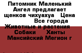 Питомник Маленький Ангел предлагает щенков чихуахуа › Цена ­ 10 000 - Все города Животные и растения » Собаки   . Ханты-Мансийский,Мегион г.